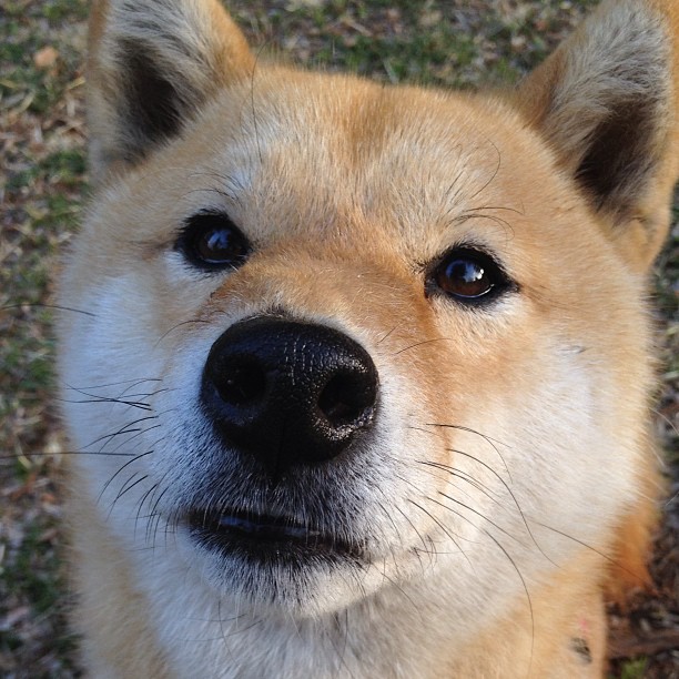 奥运场上再现英式快攻经典,奥运英国入场