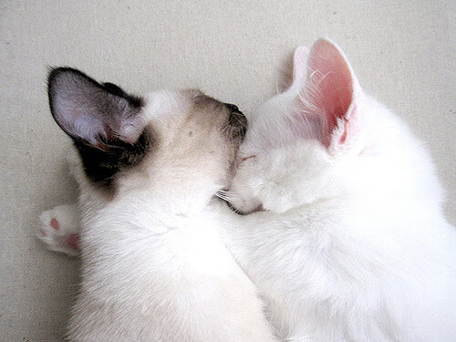 “明星私生活:场外趣味爱好全揭秘”,明星私下日常生活