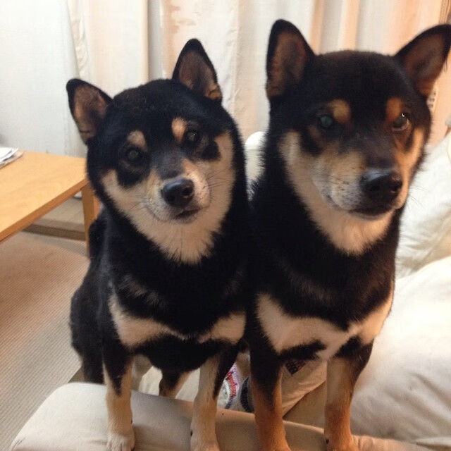 “极地奔袭:冰雪奇缘中的速度王者”,冰雪奇缘战地