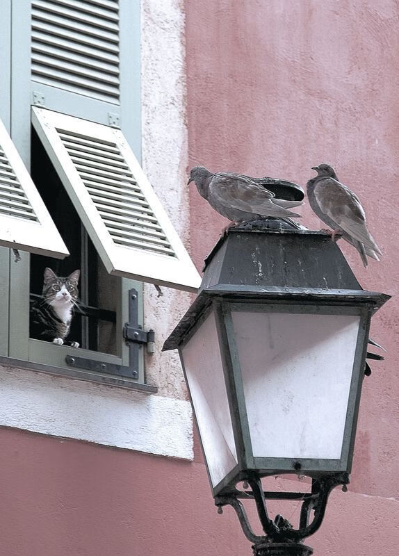 “法甲竞争激烈,悬念吊足胃口持续蔓延”,法甲排位