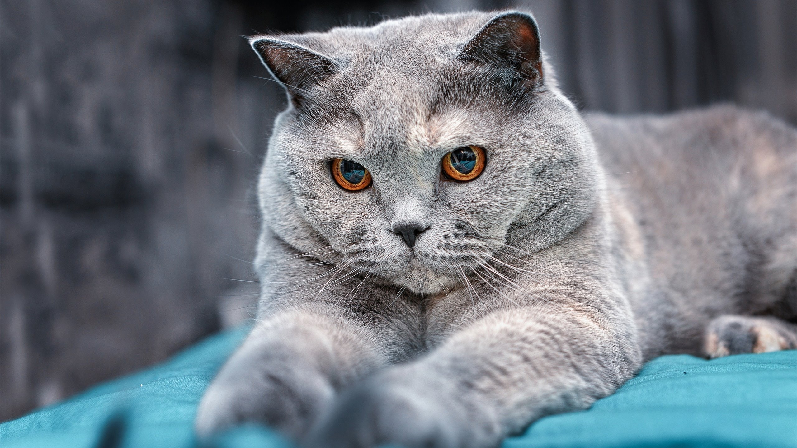 开云备用-习近平接见第33届奥运会中国体育代表团,表彰运动员成绩